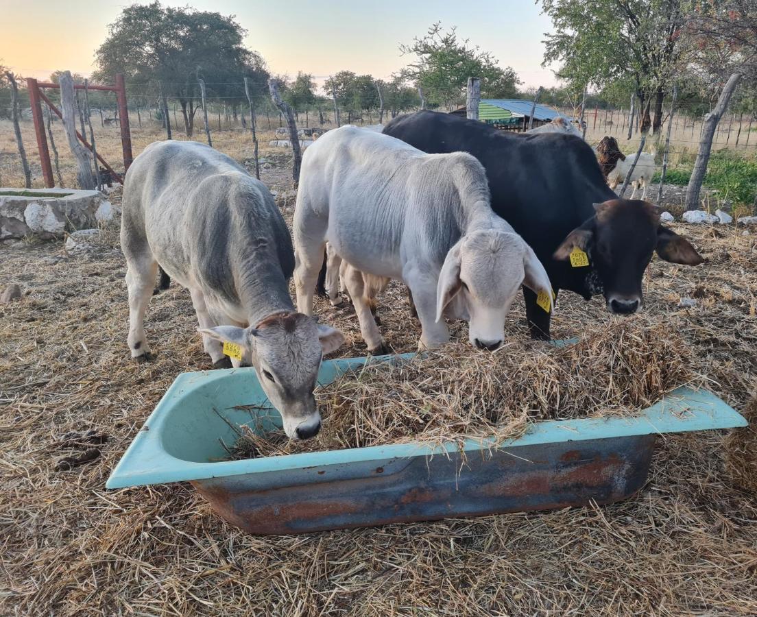 Tamboti Farm Accommodation ซูเมบ ภายนอก รูปภาพ