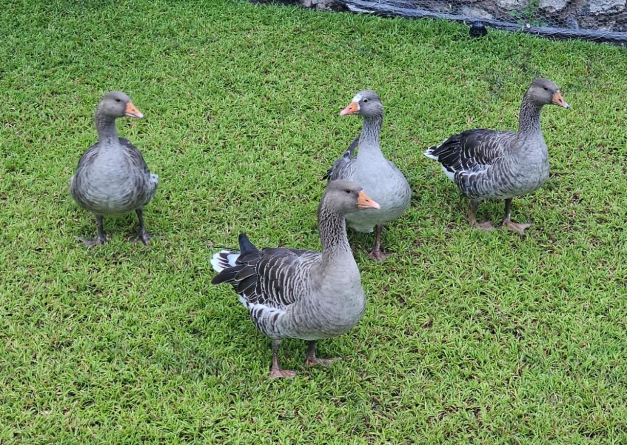 Tamboti Farm Accommodation ซูเมบ ภายนอก รูปภาพ